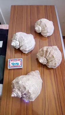 Морские ракушки. 1