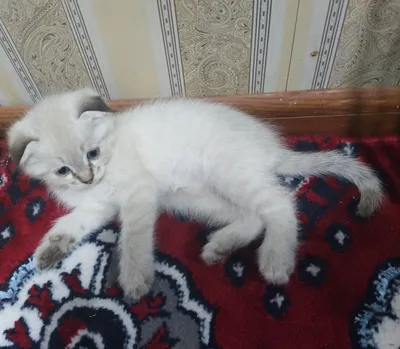 Mushuk sotiladi 1