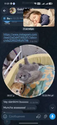 Продаются породистые котята 1