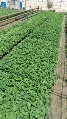 Qulupnay ko'chatlari bor 1