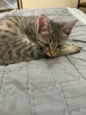 3D porno multfilm Lara Croft va Monstersni tsenzurasiz onlayn tomosha qiling.