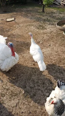 Kurka va jo‘jalar sotiladi, iyun oyida chiqqan, oppoq.