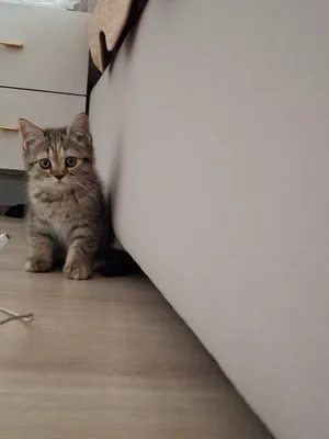 Кошка шотландская 1
