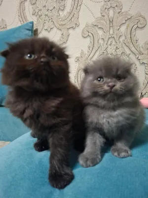 котята 1