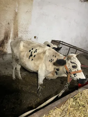 Продаётся корова с телёнком 1