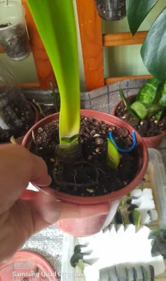 Gipeastrum гипеаструм 1