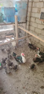 Jo‘jalari bilan hind o‘rdaklari oilasi 1