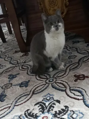 400 ming kelishamz. British Shorthair. Fargʻonada 1