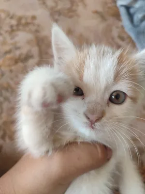 Ahsoka Tano yalangoch oyinlar