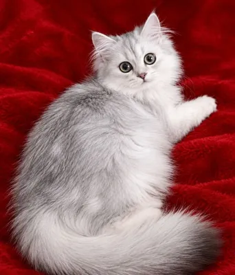 Maftunkor kumush shinchilla 1