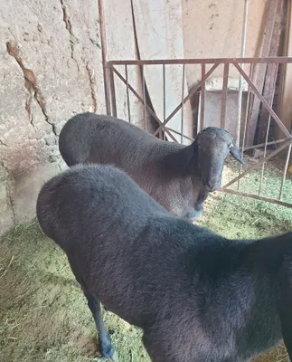Продаются бараны 1