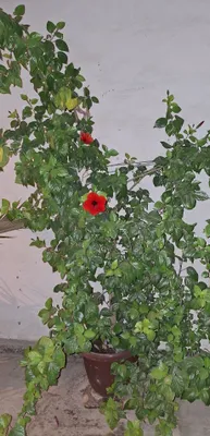 Китайская роза ва кора шахзода гули 1