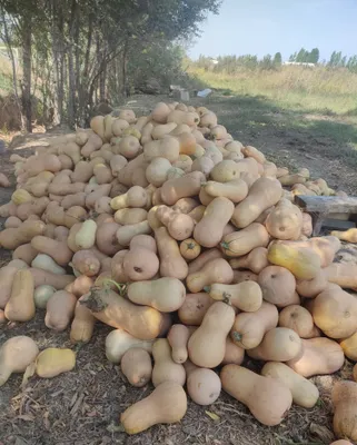 Продаётся тыква 2000 1