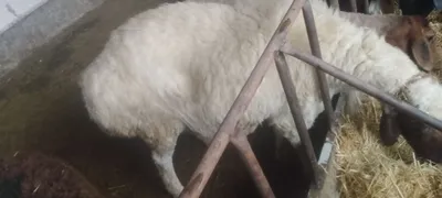 QOʻY SOTILADI SEMIZ JASADI KATTA 1