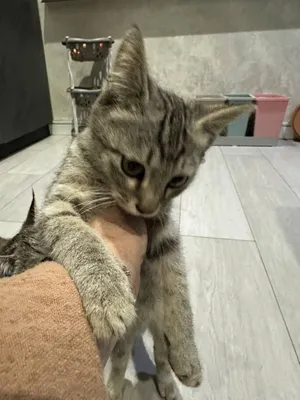 отдам котёнка бесплатно
