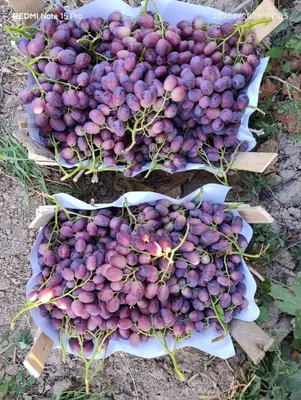 Uzum Rzamat Kishmish 1