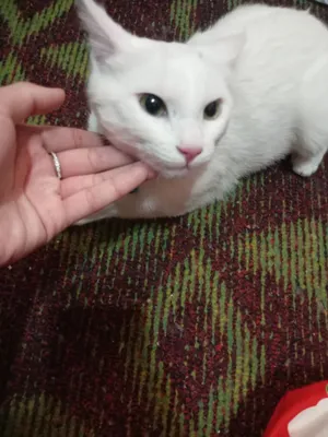 Jinsiy aloqa video lll