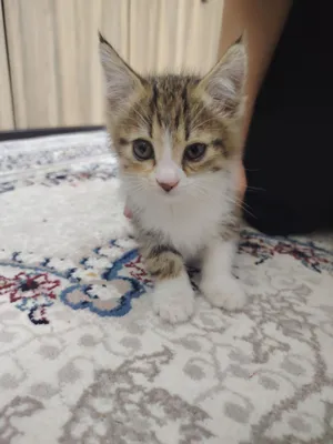 Даром отдам в хорошие руки котёнка 1