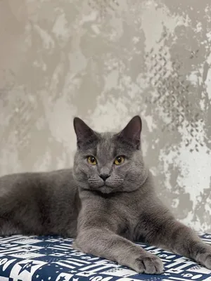Кот (British Shorthair)