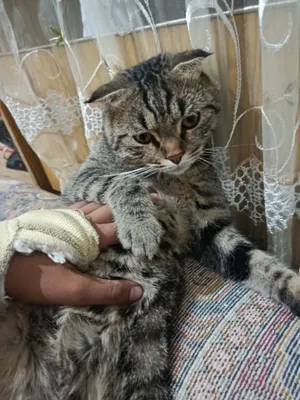 Мой котёнок Том после передачи не возвращается 1