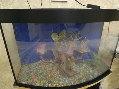 Akvarium 1