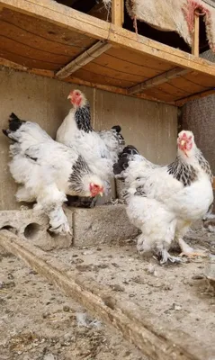 Продаются куры породы Брама! 1