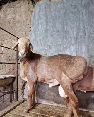Qirg‘iz arashan qo'ylari zot olish uchun sotladi 1