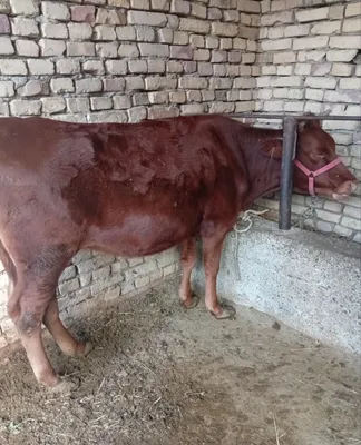 G'unajin Eston paroda 1