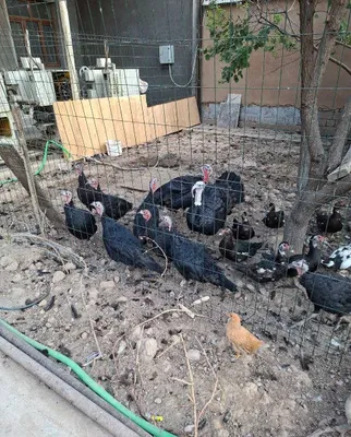 Kurka sotilad 2 ta erkak 6 ayoli bor 1