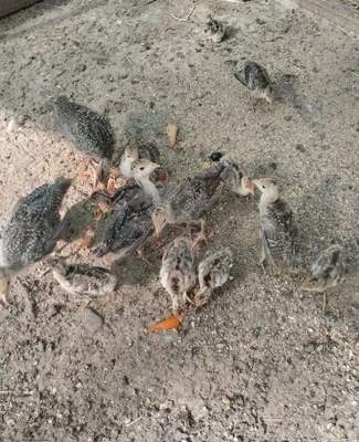 Kurka jo‘jalari sotiladi 1