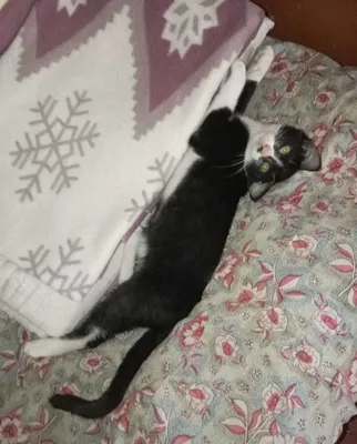 Кот, 6 месяцев 1
