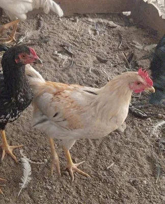 Tovuqlar sotiladi! 5 ta bor 1