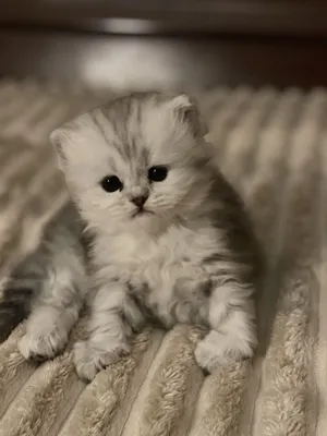 Котята чистокровные. Toza zotli mushukchalar sotiladi. 1