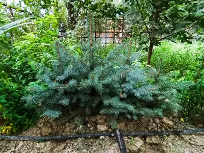 Голубая ель — сорт Picea pungens 1