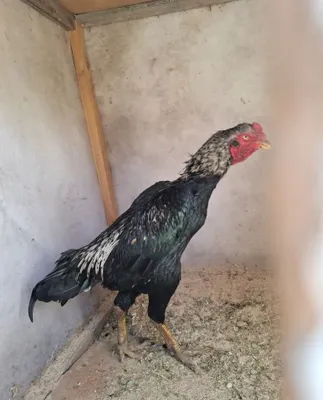 Dakan xuroz sotiladi pircha 1