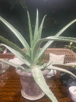 Kosmetik aloe