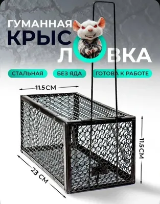 Kalamush qopqon Мышеволька 1