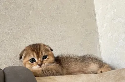 mushu sotladi zottor qcu muwu 1