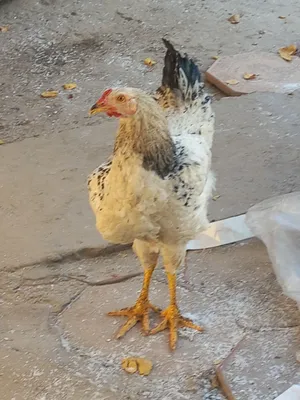 parranda 1