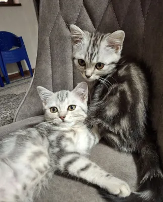 Продаю котят британские длиношерстки 1