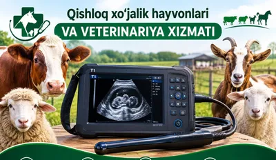 Barcha turdagi veterinariya xizmati.Samarqand boʻylab.