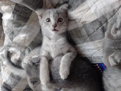 Продаются котята 1