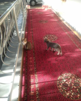Mushuklar bor bepul 4ta 1