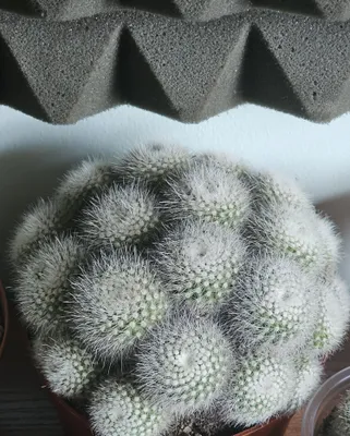Продаются детки кактуса Mammillaria plumosa 1