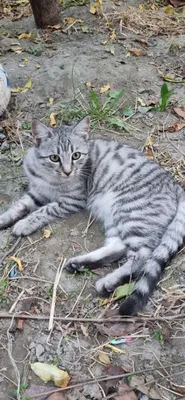 кошечка 1