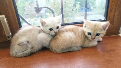 Продаются шотландские котята 1