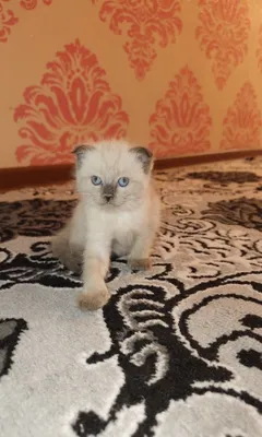 Mushukchala sotila kimga kerak bolsa 1