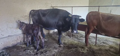 Продаются корова и телёнок по быстрой и выгодной цене 1