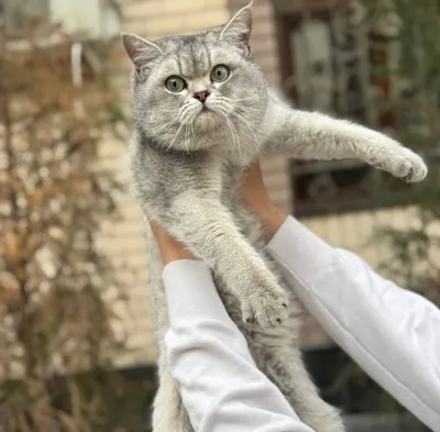 Вязка. Приглашаем кошек. 1
