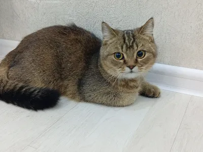 zotdor shinshilla 1